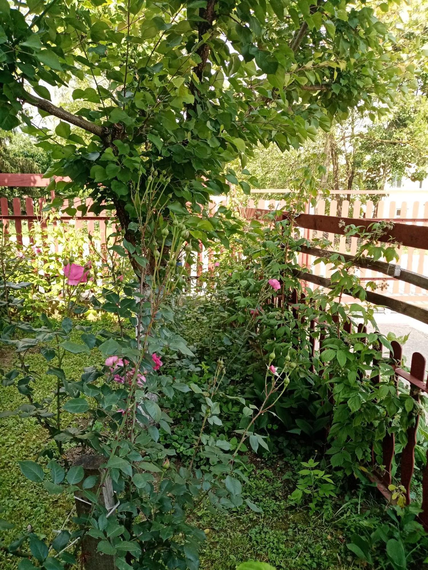 Milica Apartmani เวิร์ดนิค ภายนอก รูปภาพ