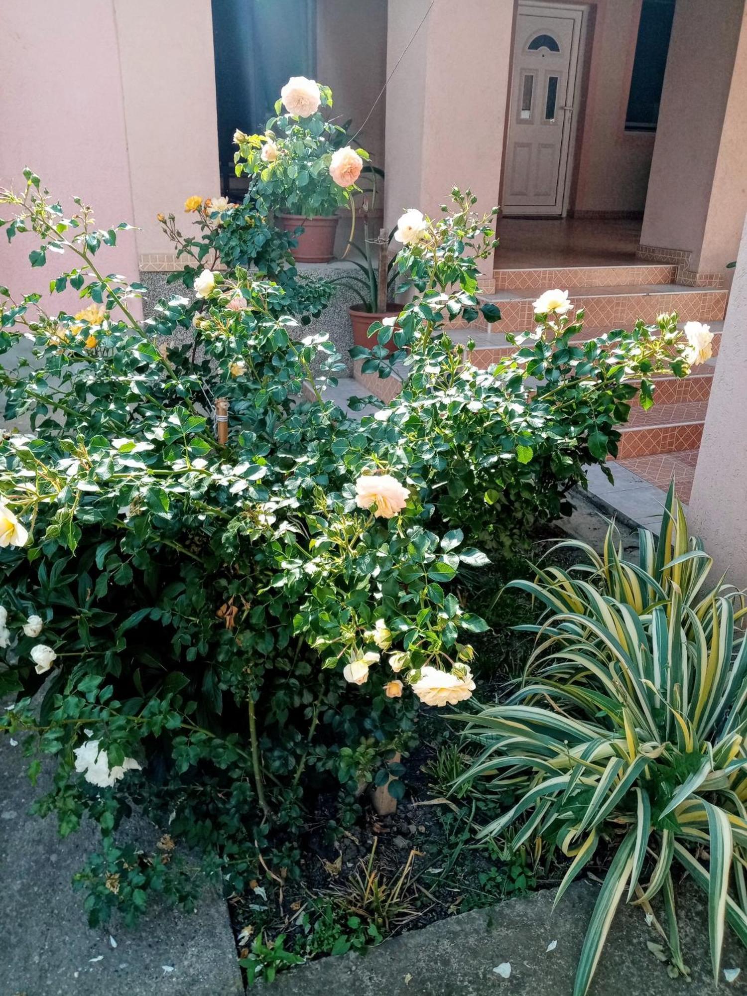 Milica Apartmani เวิร์ดนิค ภายนอก รูปภาพ